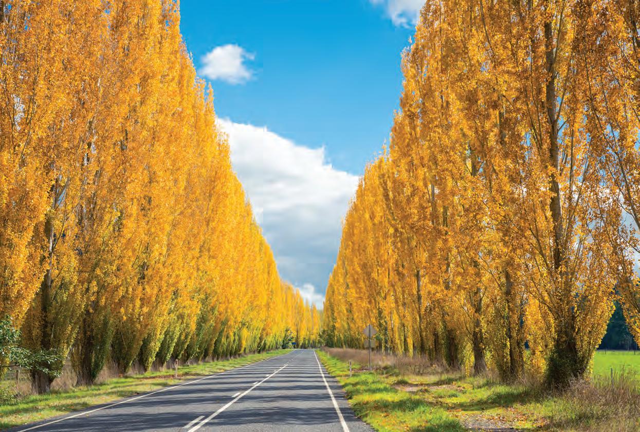 image is of a straight asphalt highway, flanked by tall deciduous trees showcasing bright yellow autumn leaves. it is a bright sunny autumn day with blue sky and fluffy white clouds.