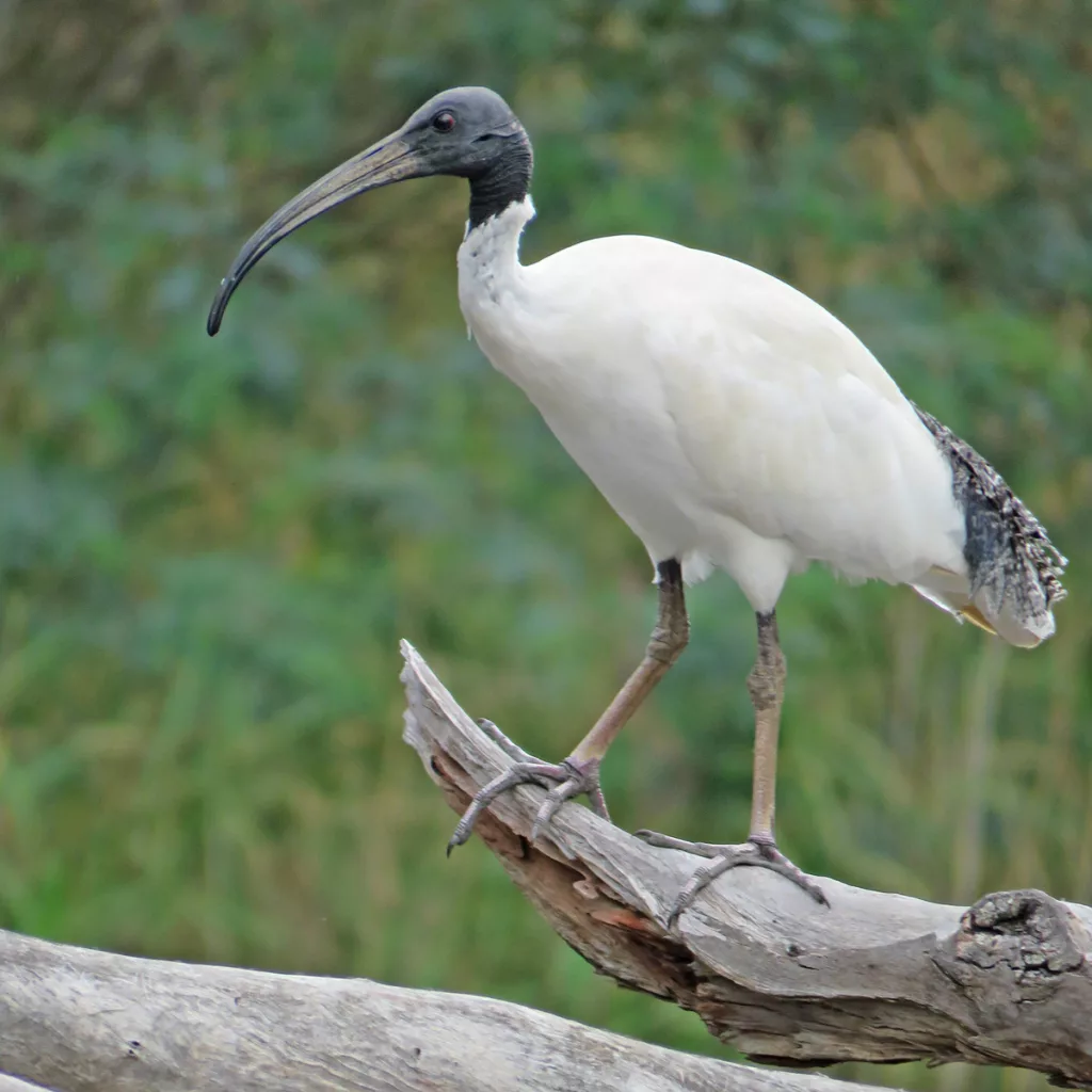 The much-maligned ibis