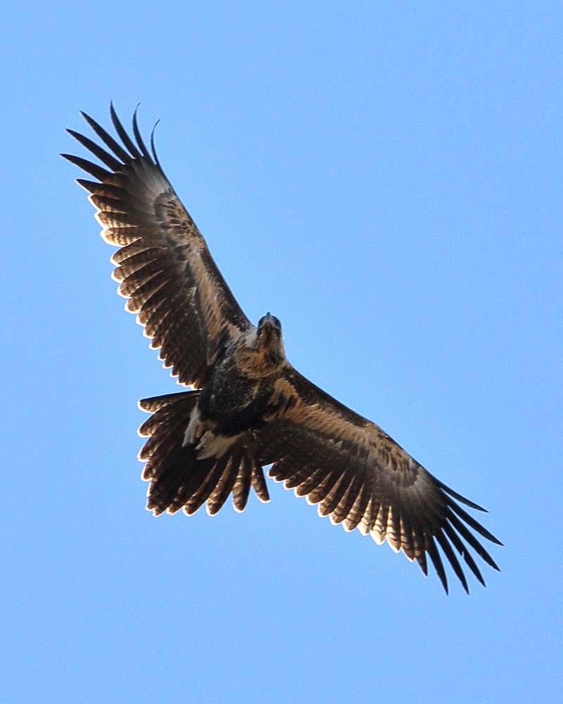 The wedge-tailed eagle is the ruler of the skies | Murrindindi Guide