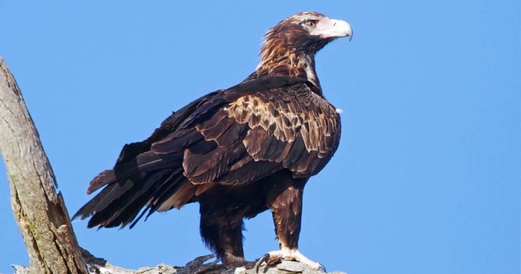 The wedge-tailed eagle is the ruler of the skies