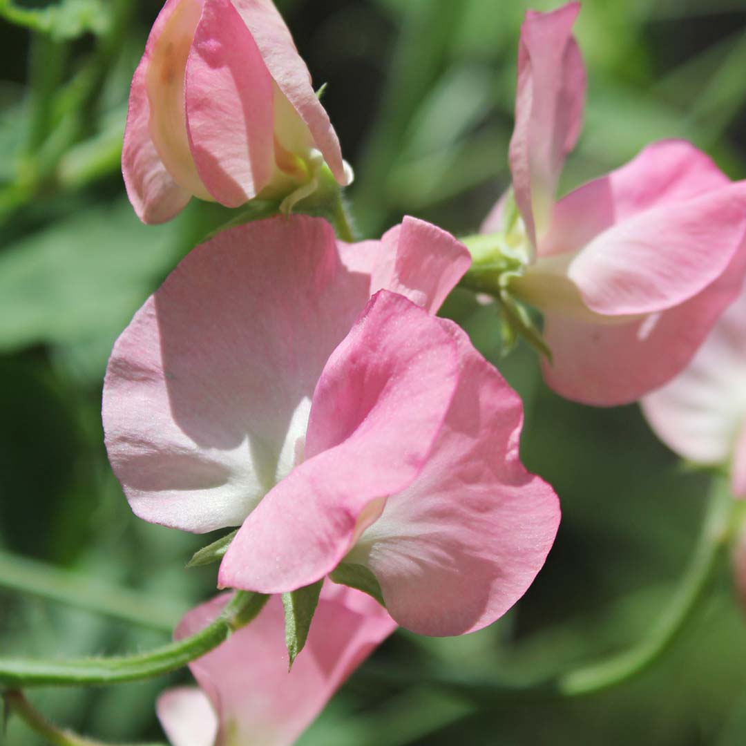 Sweet sensations ~ Sweet Peas | Murrindindi Guide