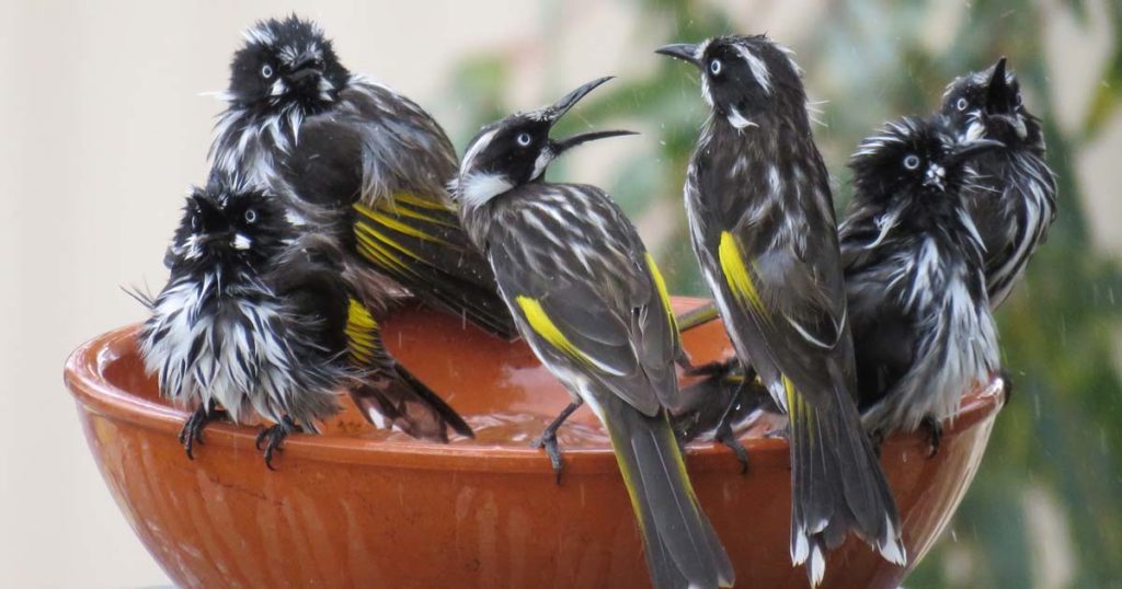 Nectar slurping honeyeaters are endearing little birds